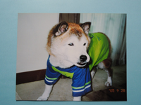 ペット犬のリアルな肖像画（似顔絵）を注文（オーダーメイド）する際に送る見本写真