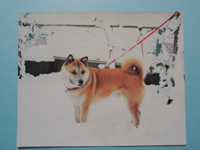 ペット犬のリアルな似顔絵を注文（オーダーメイド）する際に送る見本写真